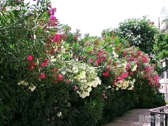 Олеандър - Зокум Налични 5 вида , снимка 2 - Разсади - 45967688