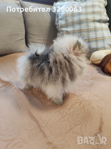 Померан мини померан , снимка 4 - Померан - 53054110