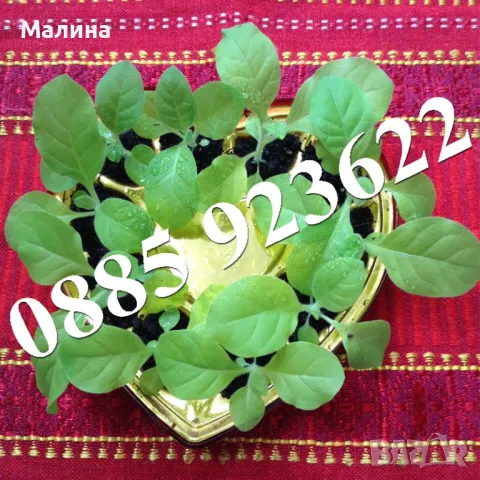 Разсад Тютюн или Физалис - Биологично и Екологично Отглеждани