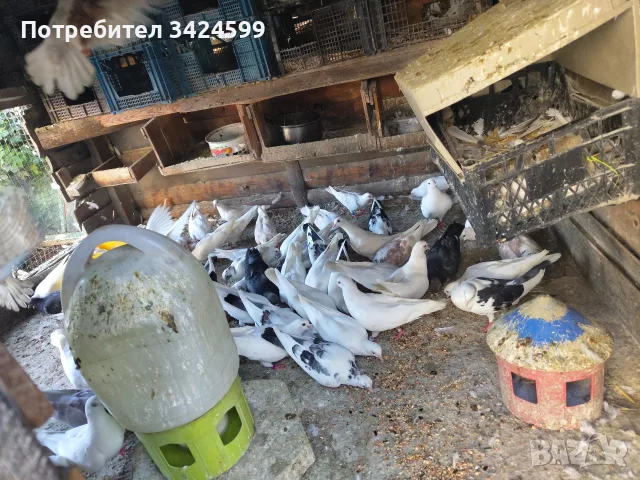 Продавам Гълъби Арабски Смеячи, снимка 2 - Гълъби - 55809880