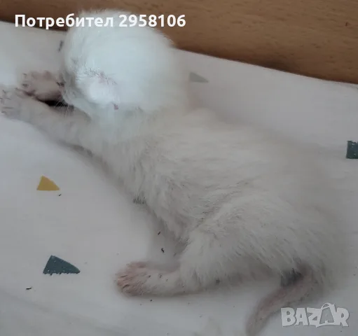 бели котенца, мъжко, женско, снимка 2 - Британска късокосместа - 55908240