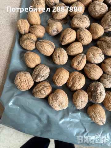 Орехи реколта 2025г., снимка 2 - Домашни продукти - 52074439