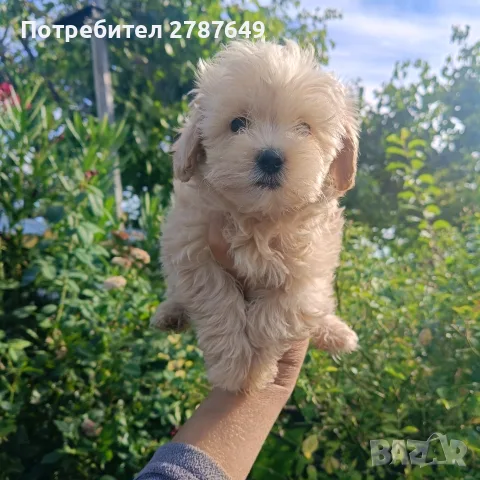 Малтипу♥️♥️Момичета, снимка 2 - Пудели - 56126037