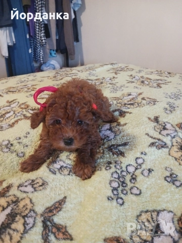 Пудел той, снимка 3 - Пудели - 52118275