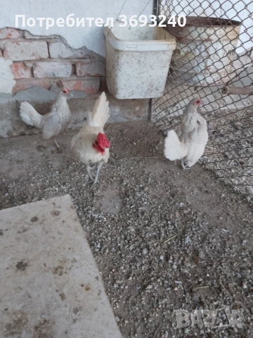 Продавам пилета от декоративни кокошки , снимка 6 - други­ - 51003416