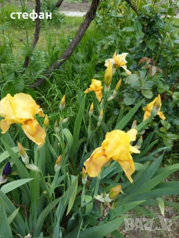 Продавам грудки ириси /перуника/, снимка 5 - Сортови семена и луковици - 53403461