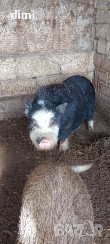 ВИЕТНАМСКО ПРАСЕ МЪЖКО/НЕРЕЗ/ 