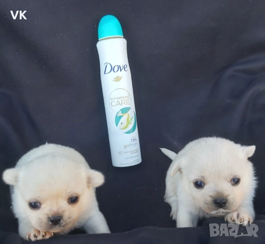 Продавам две бели чихуата