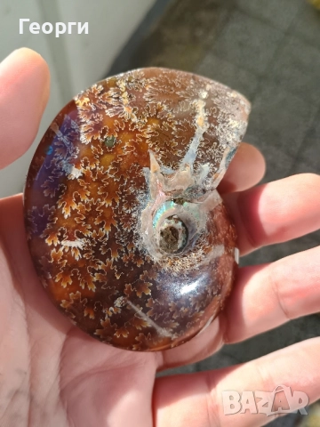 Натурален Амунит-82, снимка 2 - Антикварни и старинни предмети - 52375918