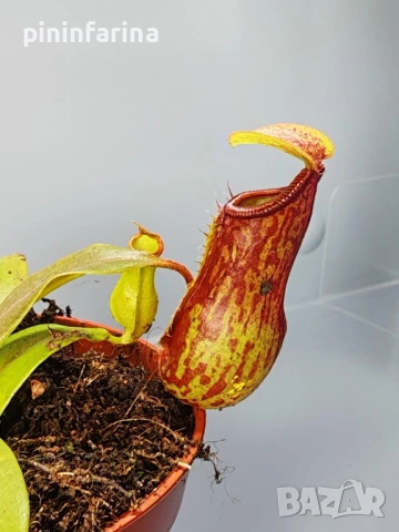 Уникален подарък за 8 март – хищни растения, които впечатляват!, снимка 11 - Градински цветя и растения - 53629961