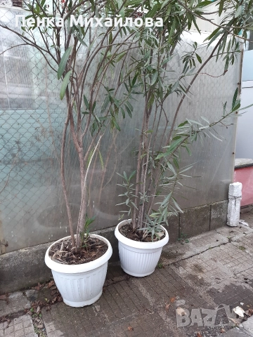 продавам олеандър 2 броя 250см