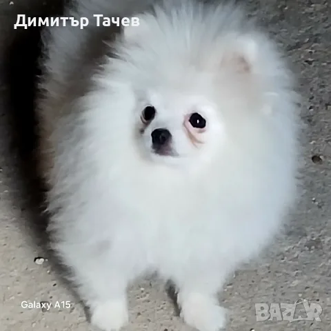 Мъжки померан на 8 месеца