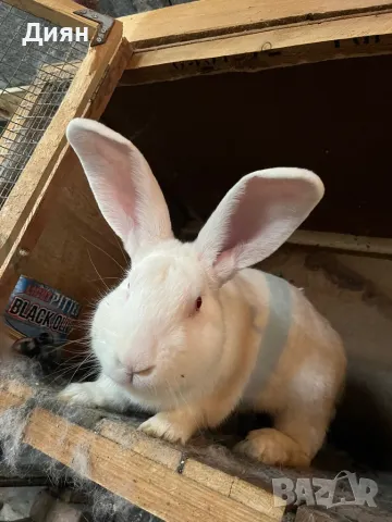 Зайци цика, снимка 3 - Други животни - 48809907