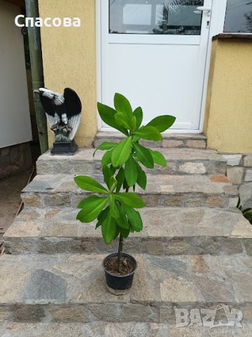 Каучуково дърво /Бразилска хевея/, снимка 1 - Стайни растения - 29424742