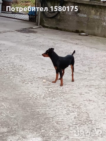 Мъжки пинчер за разплод, снимка 3 - Пинчер - 41696398