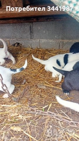 Каракачанки кучета , снимка 8 - Каракачанска овчарка - 52374828