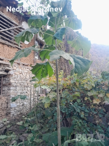 Пауловния фиданки , снимка 5 - Градински цветя и растения - 51841534