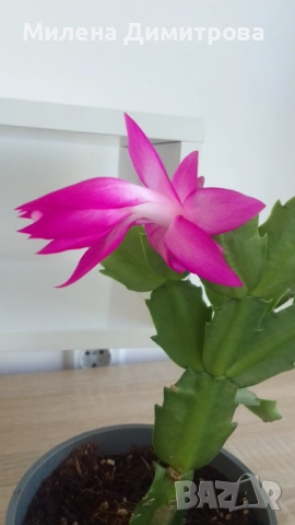 Шлумбергера ( Коледниче), снимка 4 - Стайни растения - 52262702