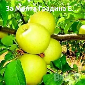 Плодни дръвчета , снимка 11 - Разсади - 49420186