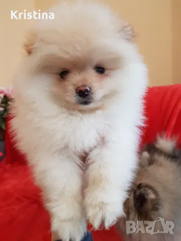 Померан померани снимки от днес!, снимка 4 - Померан - 49137771