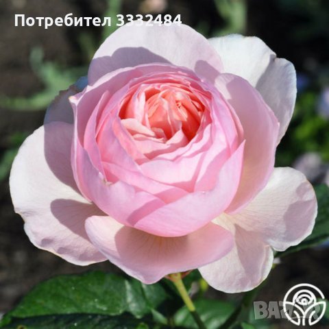 Роза 58, снимка 3 - Градински цветя и растения - 41902752