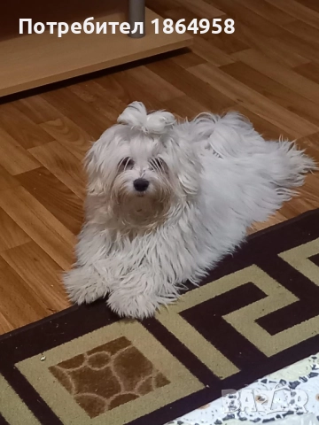 СУПЕР МИНИ МАЛТИЙСКА БОЛОНКА Доставка, снимка 8 - Болонка - 52091591