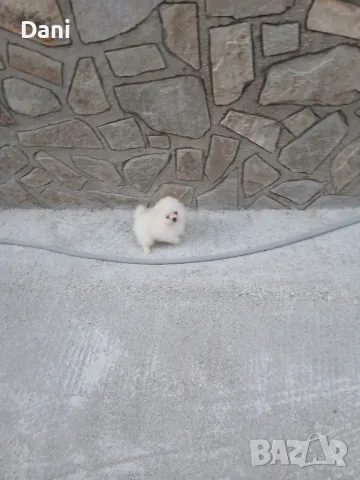 Mini Pomeran Momce, снимка 2 - Померан - 55735876
