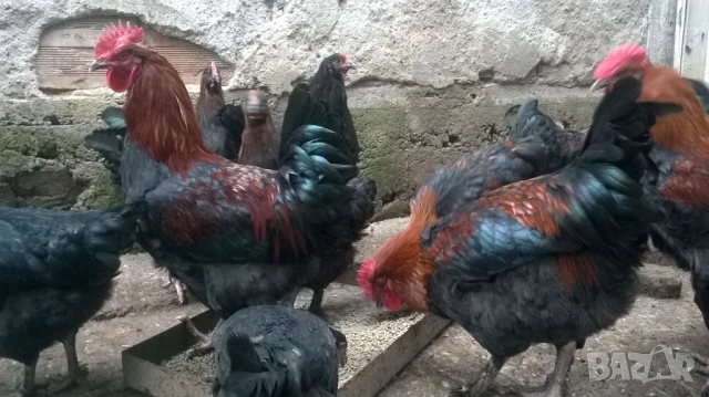 Яйца Черен Мед Маран Кокошка, снимка 3 - Кокошки и пуйки - 53730305