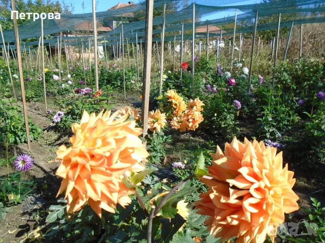 Продавам къща с 2.5 дка двор в село Селановци, снимка 11 - Къщи - 56233421
