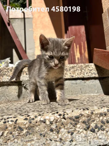 Подарявам пет малки котенца!