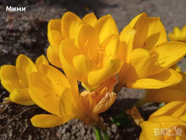Есенен минзухар -жълт, снимка 5 - Градински цветя и растения - 44732007