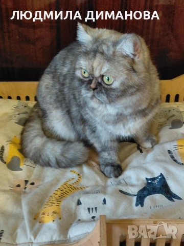 Персийско женско. , снимка 4 - Персийска - 53016773