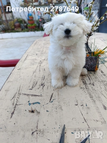 Малтипу , снимка 9 - Пудели - 53770172