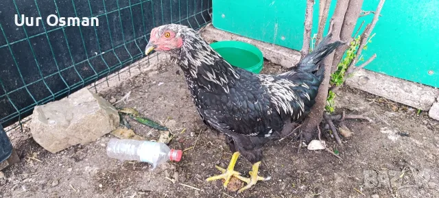 Güzel damızlık horoz satıyorum Hepsi 4 aylıklar.           Продавам хубави петли на 4 месеца , снимка 9 - За птици - 55851501