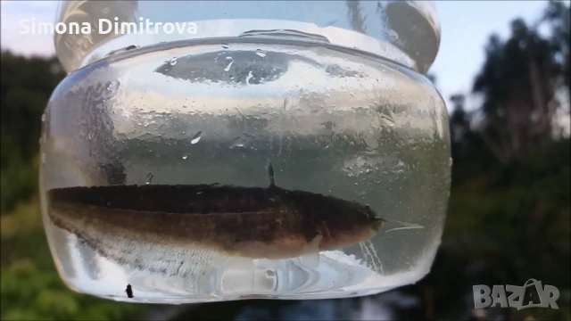 Европейски Сом - заробителен материал , снимка 2 - Стръв и захранки - 53833334