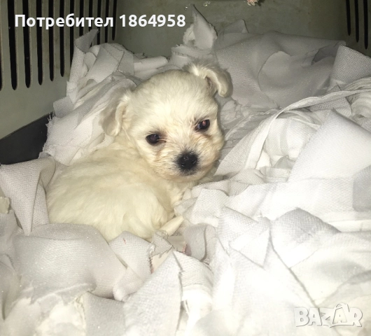 СУПЕР МИНИ МАЛТИЙСКА БОЛОНКА Доставка 