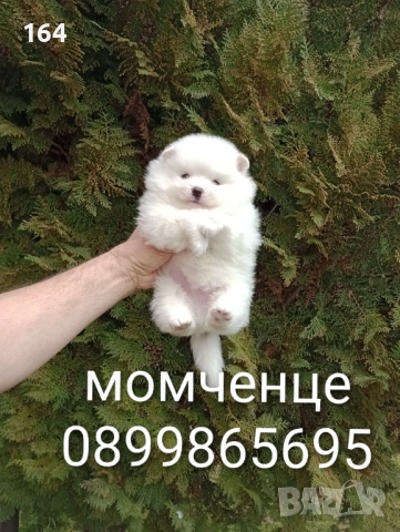 Мъжки бял Померан.  Реални снимки от 28.02.26 г.  , снимка 4 - Померан - 53658094