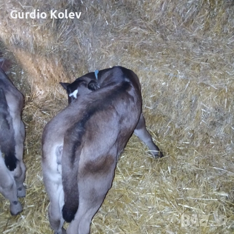 Телета , снимка 4 - Крави - 53483716