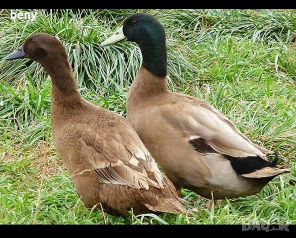 Продавам патици за яйца Каки Кемпбъл