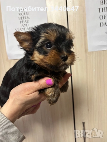 Женско йорки , снимка 10 - Йоркширски териер - 53797849