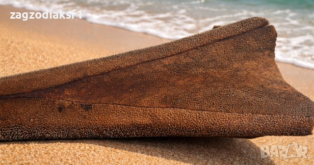 Рог от Черен Марлин, снимка 4 - Колекции - 53079604