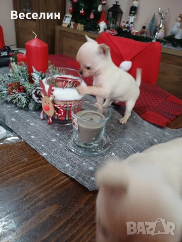 чихуахуа, снимка 2 - Чихуахуа - 52808896