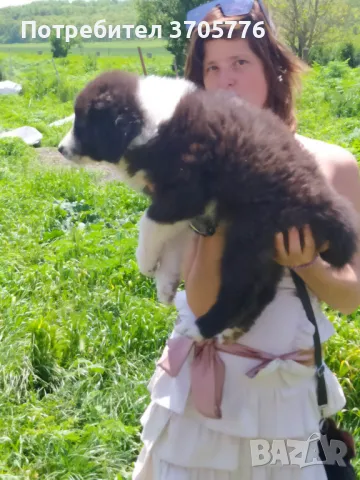 Каракачански кутраци, снимка 4 - Каракачанска овчарка - 49937653