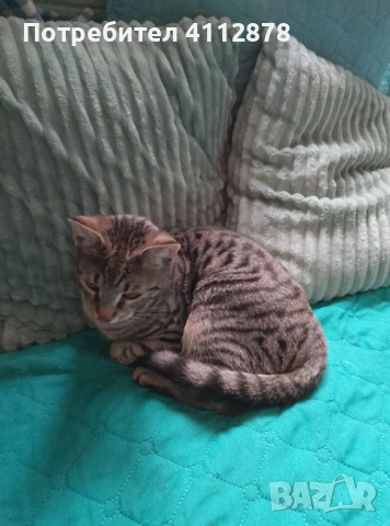 Домашно мъжко коте на 7мес., снимка 2 - Други - 53455464