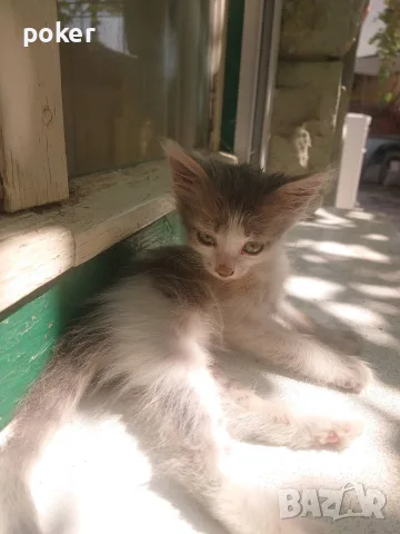 Подарявам котенца , снимка 2 - Други - 56175542