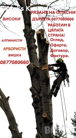 Рязане на Опасни и Високи Дървета в Цялата Страна