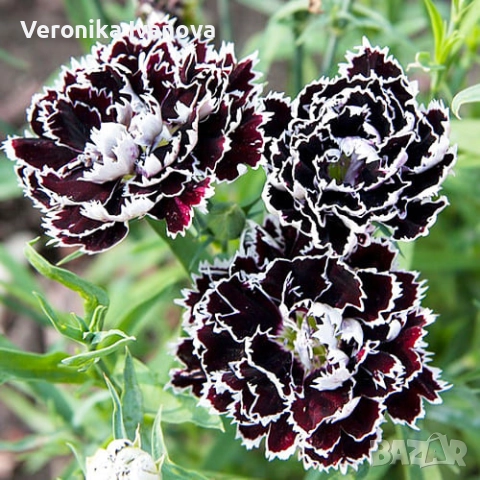 "Черен карамфил"