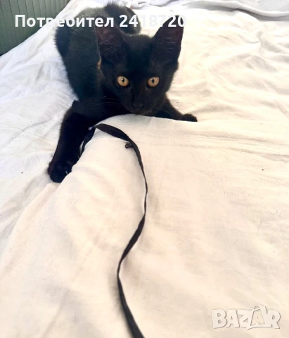 Подарявам коте/ котенце, снимка 1
