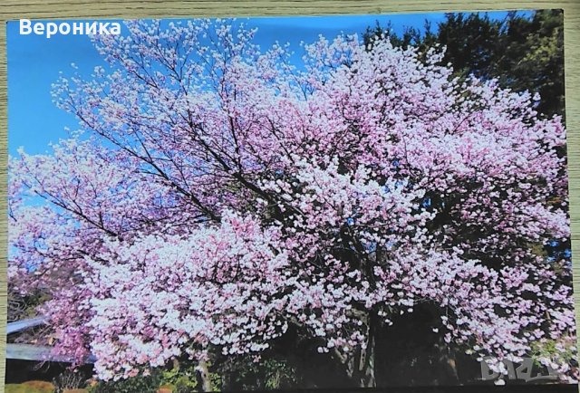 Японски картички и книги за изкуство, снимка 8 - Чуждоезиково обучение, речници - 39424418