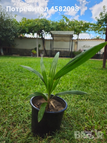 Студоустойчиви палми, снимка 2 - Градински цветя и растения - 51567070